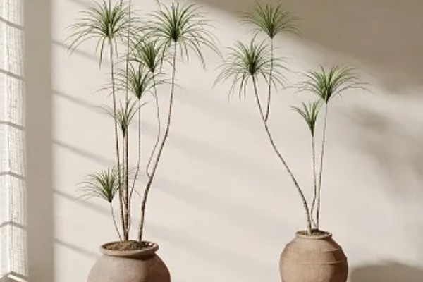 千年木换盆后的浇水方法,更换后要浇施定根水