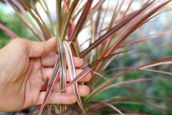 千年木换盆后的浇水方法,更换后要浇施定根水