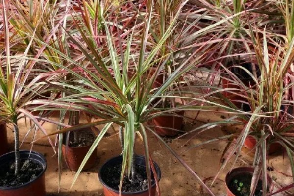 千年木换盆后的浇水方法,更换后要浇施定根水