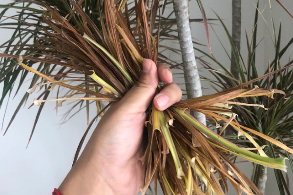 千年木换盆后的浇水方法,更换后要浇施定根水