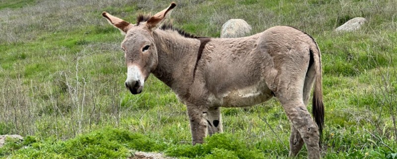 驴的配种方法，以自由交配、人工授精为主