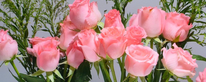 11朵粉色玫瑰的花语，寓意用心去爱、珍贵友情等