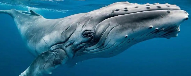 蓝鲸的特点，食量大喜欢单独生活