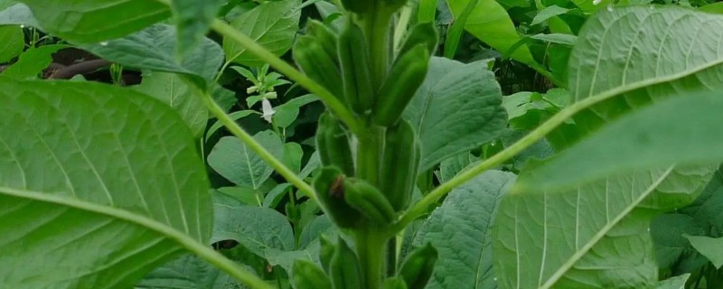 芝麻田有蟋蟀怎么办，可在冬春季翻地灭卵