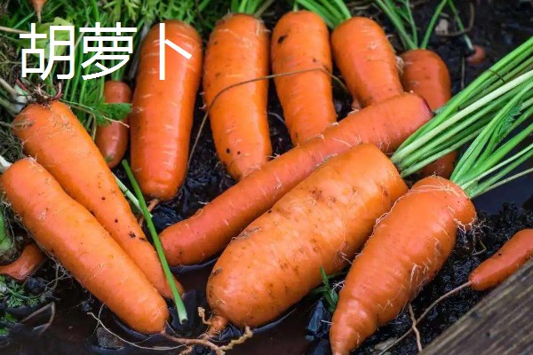 萝卜的品种，常见的有胡萝卜、白萝卜等