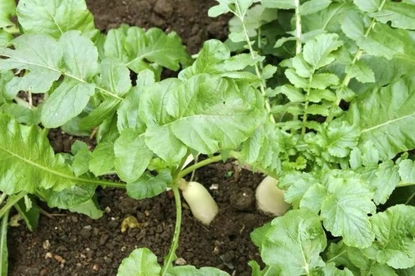 萝卜的品种，常见的有胡萝卜、白萝卜等