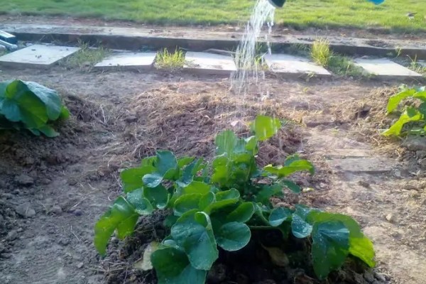 萝卜的品种，常见的有胡萝卜、白萝卜等