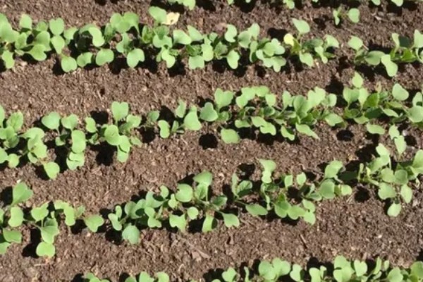 萝卜的品种，常见的有胡萝卜、白萝卜等