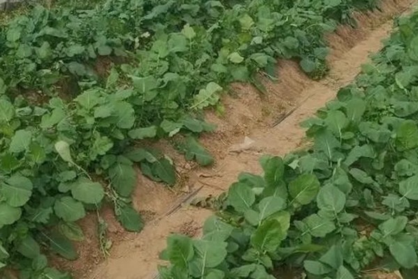 萝卜的品种，常见的有胡萝卜、白萝卜等