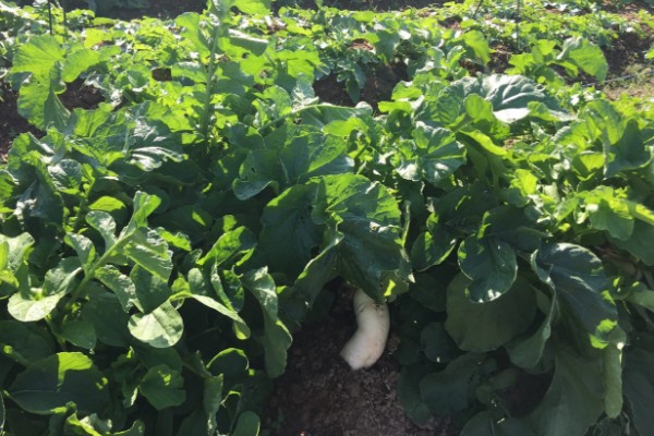 萝卜的品种，常见的有胡萝卜、白萝卜等