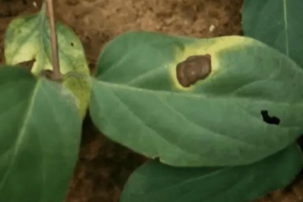 金银花锈病如何防治，收花后枯株病叶集中烧毁