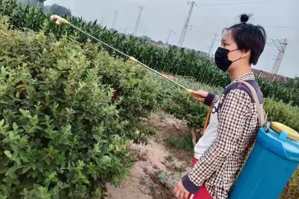 金银花锈病如何防治，收花后枯株病叶集中烧毁