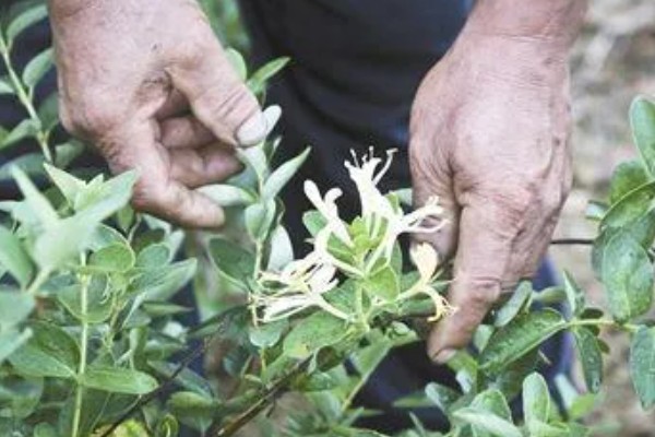 金银花锈病如何防治，收花后枯株病叶集中烧毁