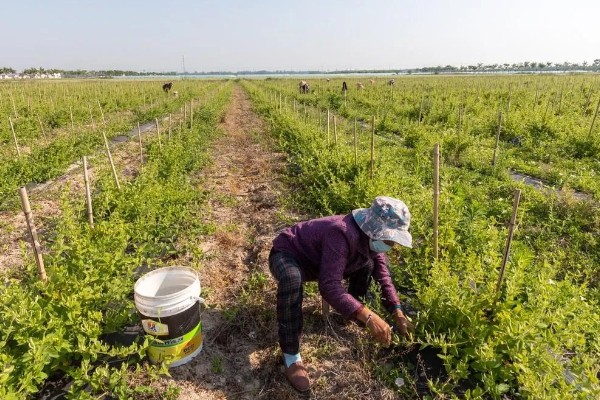 金银花锈病如何防治，收花后枯株病叶集中烧毁