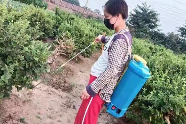 金银花锈病如何防治，收花后枯株病叶集中烧毁