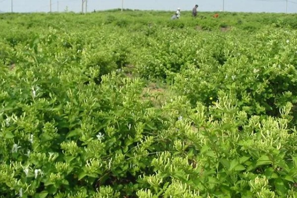 金银花锈病如何防治，收花后枯株病叶集中烧毁