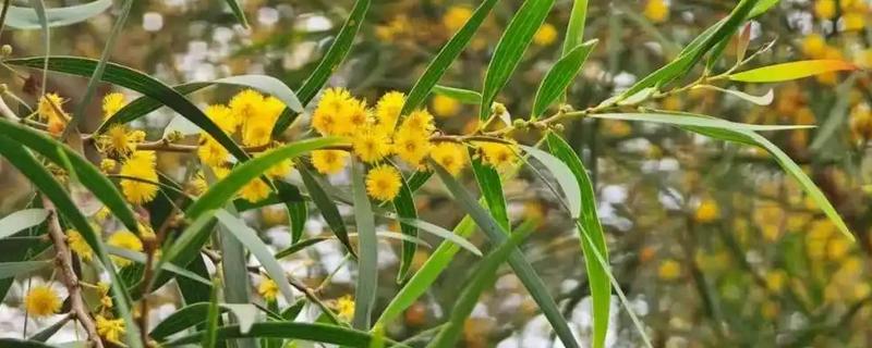 相思树的别名，又名台湾相思、台湾柳、相思仔等