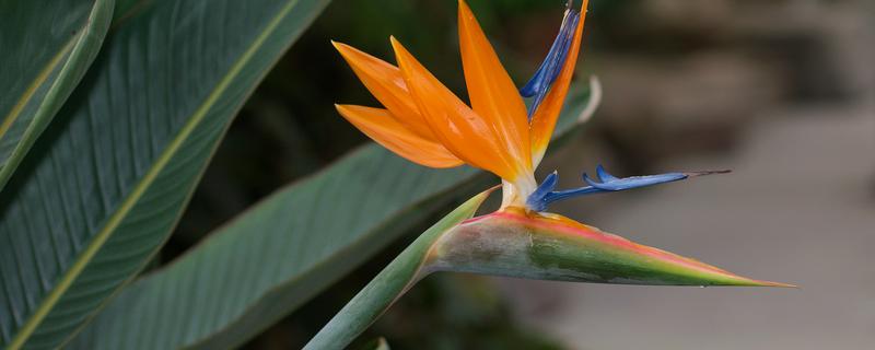 天堂鸟冬天会不会冻死，冬天会被冻死