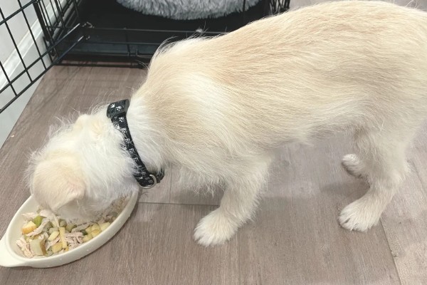 宠物胰腺炎痊愈后怎么护理，禁止饲喂零食和人吃的饭菜