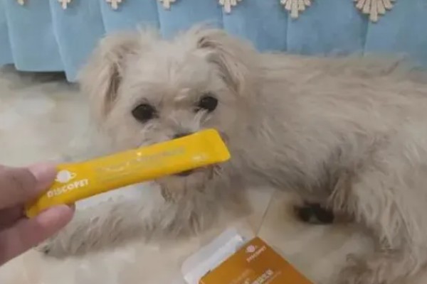 宠物胰腺炎痊愈后怎么护理，禁止饲喂零食和人吃的饭菜