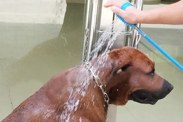 宠物胰腺炎痊愈后怎么护理，禁止饲喂零食和人吃的饭菜