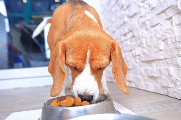 宠物胰腺炎痊愈后怎么护理，禁止饲喂零食和人吃的饭菜