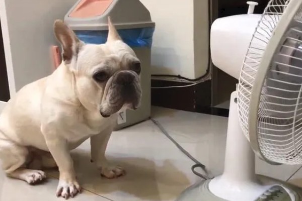 宠物胰腺炎痊愈后怎么护理，禁止饲喂零食和人吃的饭菜