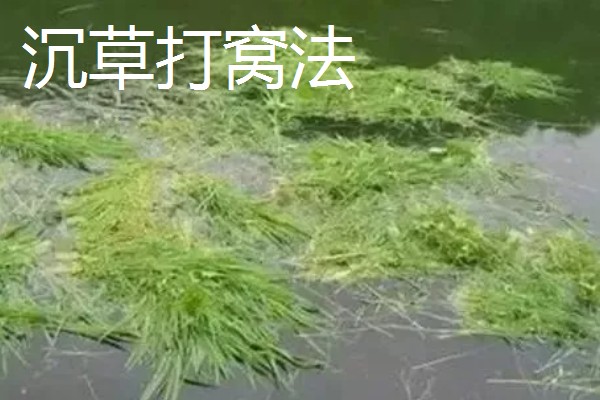 秋天钓鳊鱼钓底还是钓浮合适，一般建议钓底
