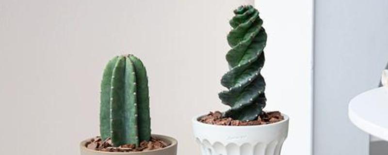 量天尺烂根了怎么处理，将腐烂的根系剪掉