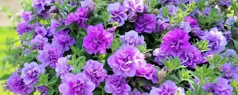 矮牵牛能成片地栽吗，可以成片地栽