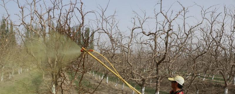 枣树怎么用药，可采取喷粉、撒施、泼浇等方式