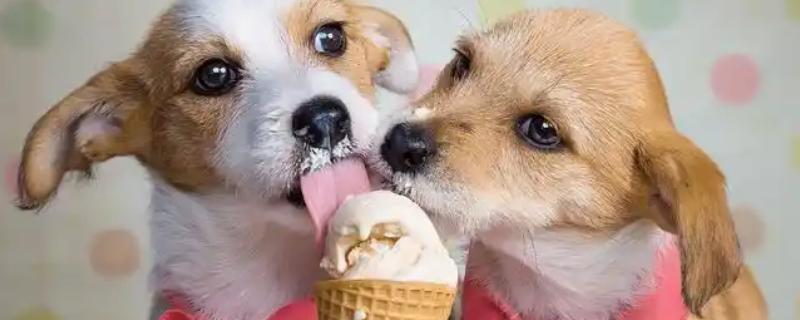 狗可以吃雪糕吗，注意控制好饲喂量