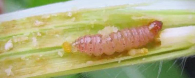 玉米螟虫何时防治，大喇叭口期是适宜时期