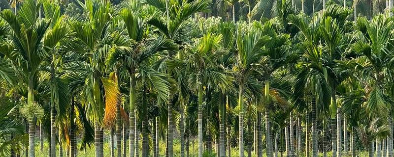 槟榔的种植密度，每亩地栽植100株左右
