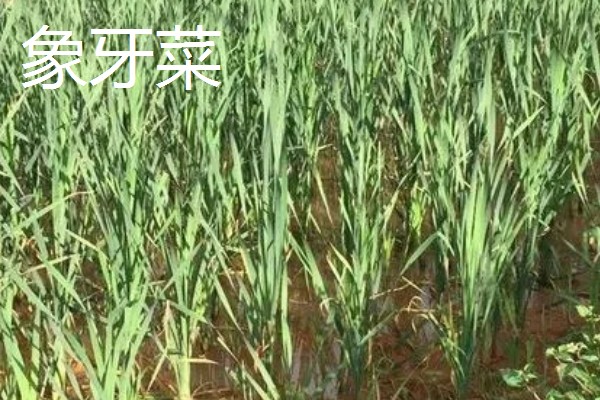 农村适合种植什么野菜，推荐马齿苋、竹笋等