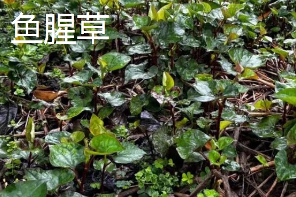 农村适合种植什么野菜，推荐马齿苋、竹笋等
