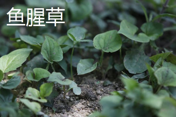 农村适合种植什么野菜，推荐马齿苋、竹笋等