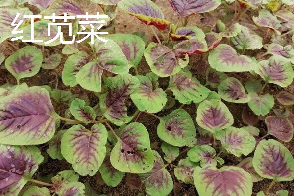 农村适合种植什么野菜，推荐马齿苋、竹笋等