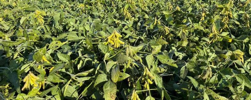 大豆缺钙怎么办，酸性土壤可亩施石灰15-25公斤