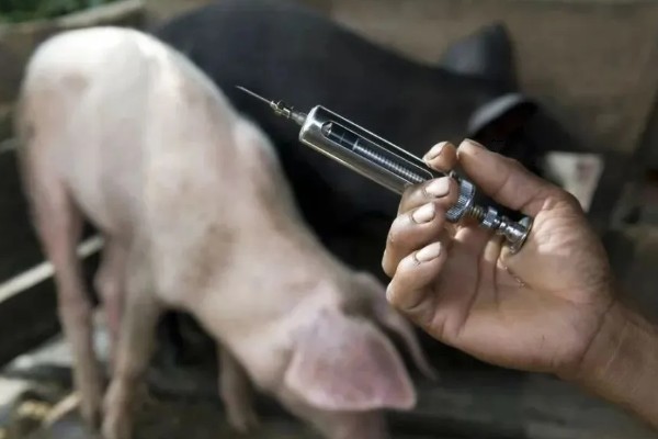 副猪用什么药治疗,可使用副猪康、阿莫西林等