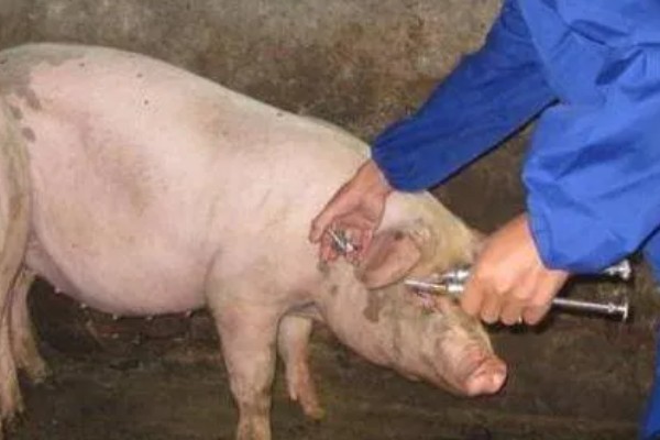 副猪用什么药治疗,可使用副猪康、阿莫西林等