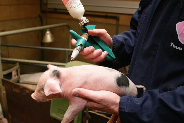 副猪用什么药治疗,可使用副猪康、阿莫西林等