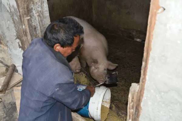 副猪用什么药治疗,可使用副猪康、阿莫西林等