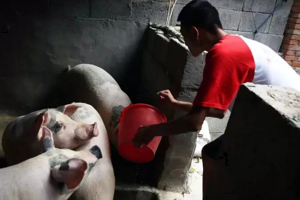 副猪用什么药治疗,可使用副猪康、阿莫西林等