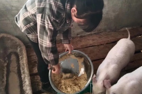 副猪用什么药治疗,可使用副猪康、阿莫西林等