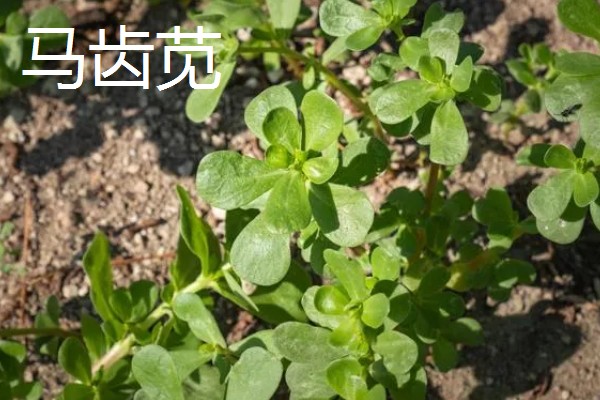 农村适合种植什么野菜，推荐马齿苋、竹笋等