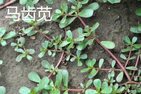 农村适合种植什么野菜，推荐马齿苋、竹笋等