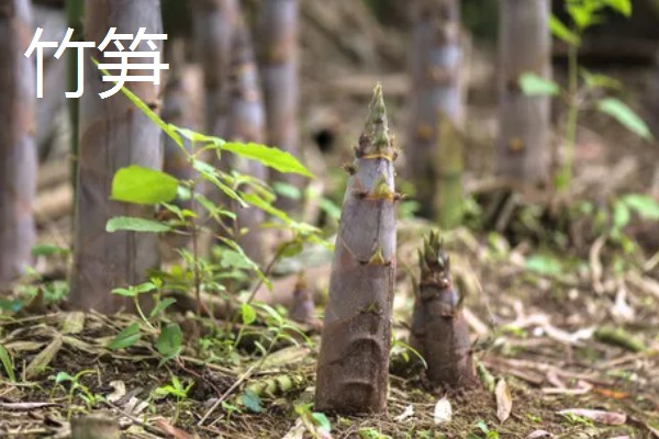 农村适合种植什么野菜，推荐马齿苋、竹笋等