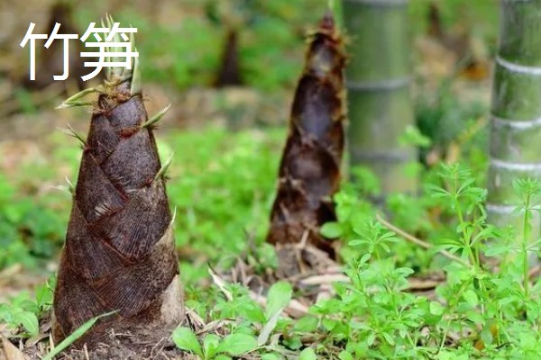 农村适合种植什么野菜，推荐马齿苋、竹笋等