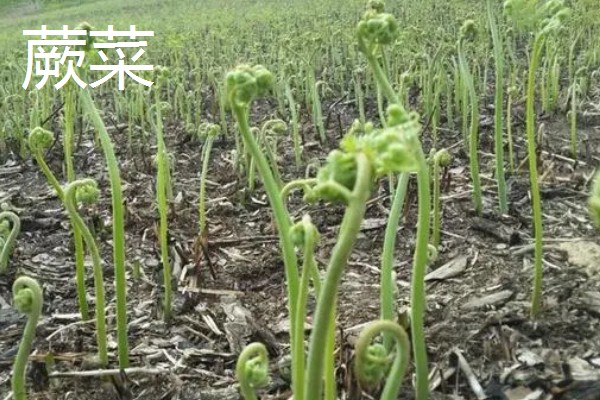 农村适合种植什么野菜，推荐马齿苋、竹笋等